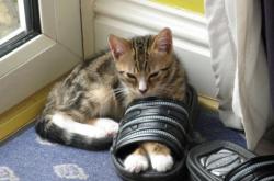 开云体育平台APP-橄榄球王国与桑巴军团的唯一足球对决，努涅斯在西决生死战中接管比赛