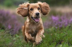 开云体育官网-当东方猛虎遇上西方巨塔，武切维奇如何用一场比赛定义现代中锋