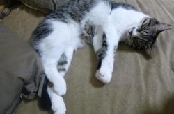 开云体育app-齿轮与尖刀，独行侠战术体系如何为德罗赞铺就主宰之路