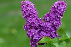 开云体育APP下载-跨洋连线！哈登单节22分引爆主场，魔术读秒绝杀吉林队