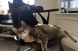 开云体育平台APP-冰岛强压德国创冷门，莱万焦点战破质疑—足球世界的双重震撼