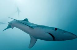 开云体育app-黑海风暴席卷东瀛，当量子足球冲破武士之魂，哈弗茨刷新纪录的唯一性