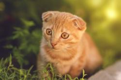 开云sport-从迷失到闪耀，福克斯逆境重生，浙江队团队之力轻取猛龙