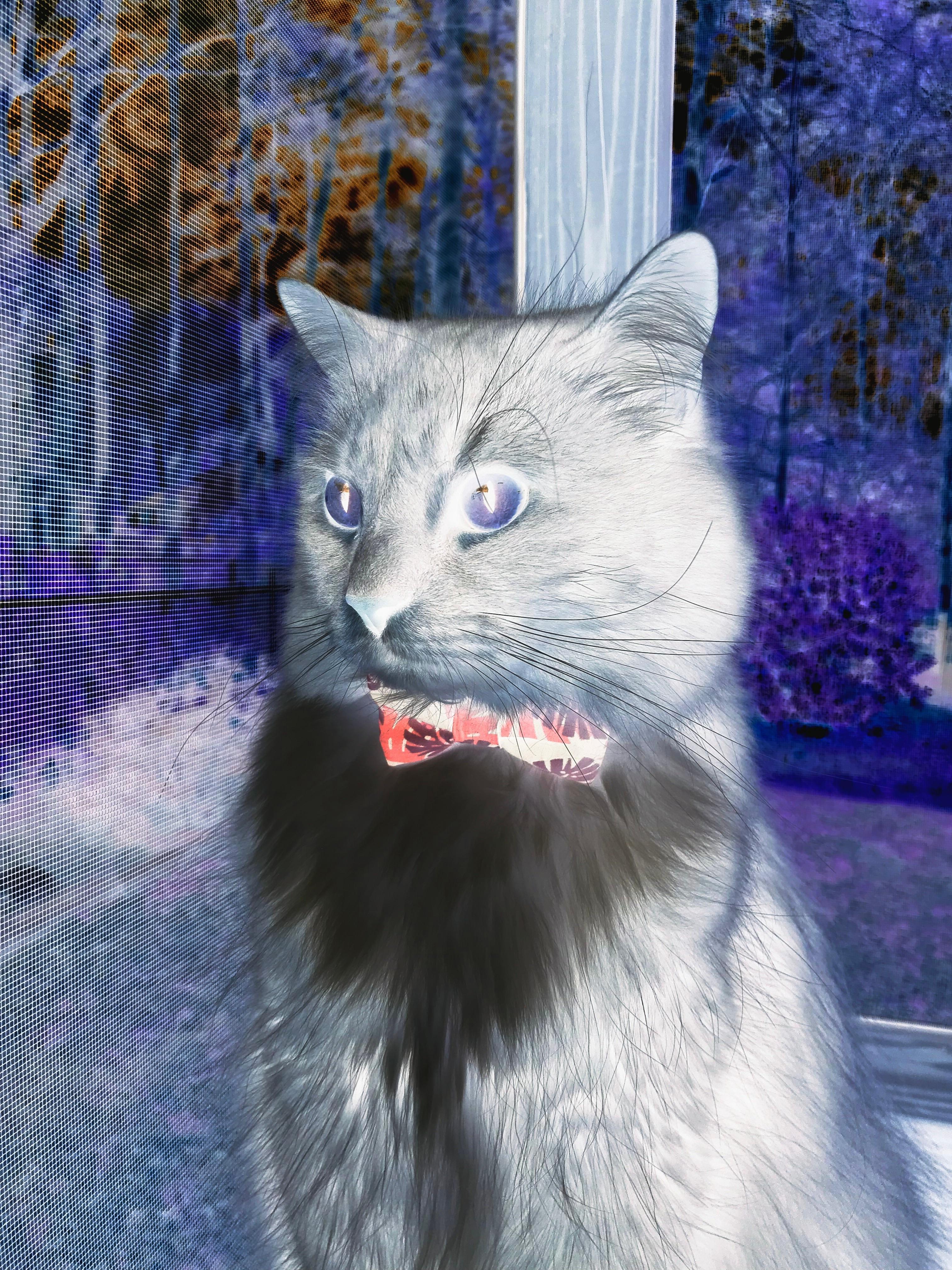 赛道风云,威廉姆斯力挫豪门,诺里斯上演帽子戏法霸占领奖台