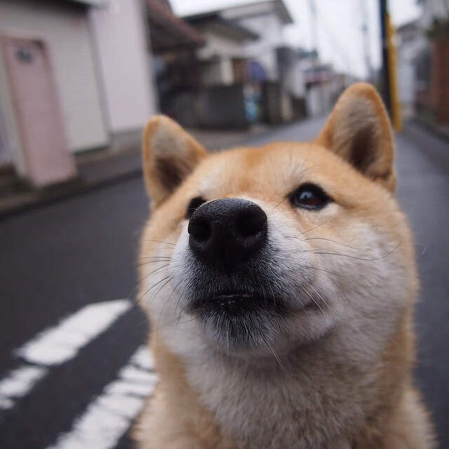 辛纳温网绝杀点燃戴维斯杯，意大利新王状态火热的双重意义