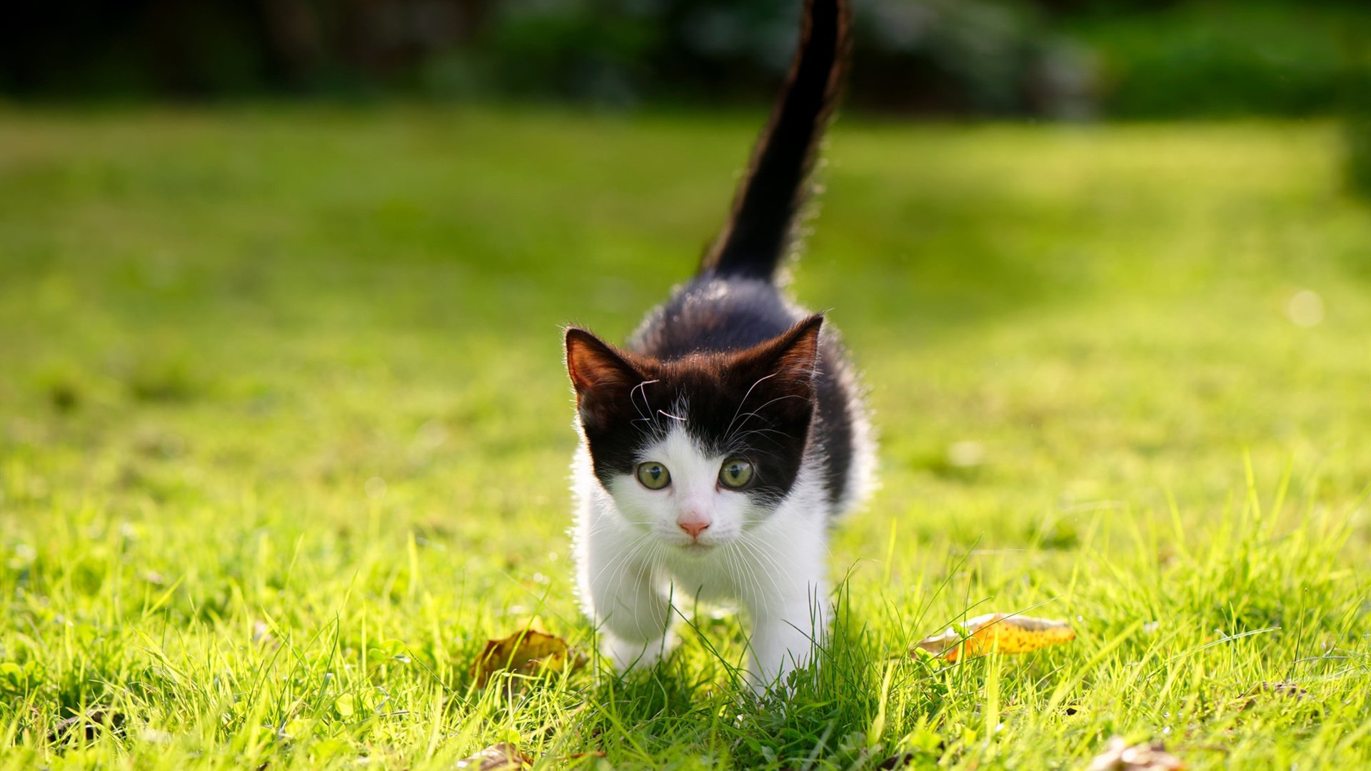 唯一性的双重奏，莱万的胜负手与阿尔及利亚粉碎挪威的足球辩证法