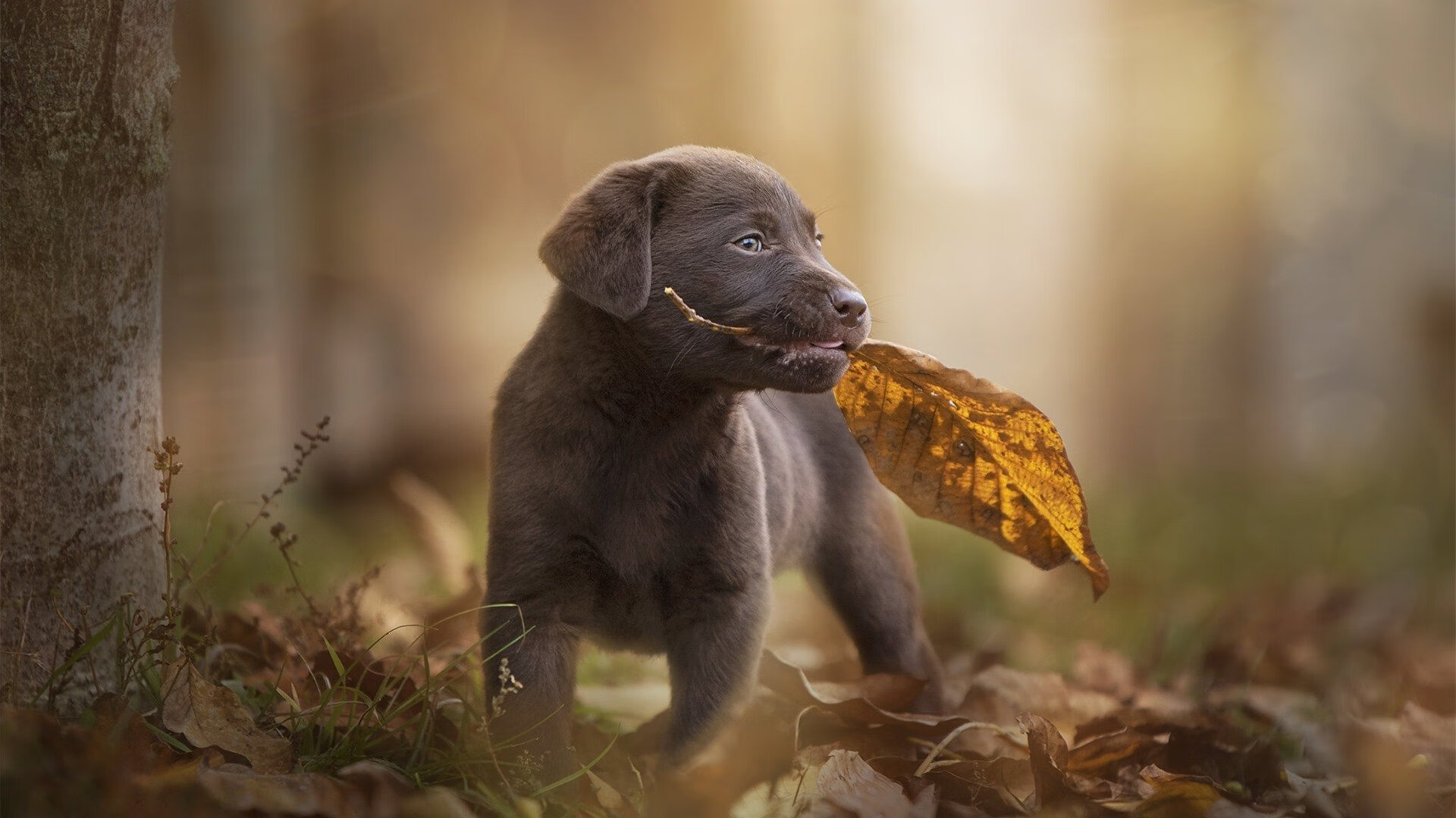 绝杀!尤文奇迹之夜,沉默英雄奥亚尔萨瓦尔的致命呐喊