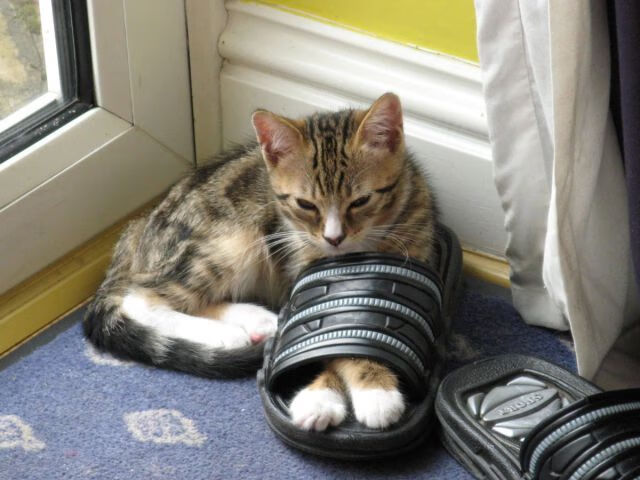 橄榄球王国与桑巴军团的唯一足球对决，努涅斯在西决生死战中接管比赛