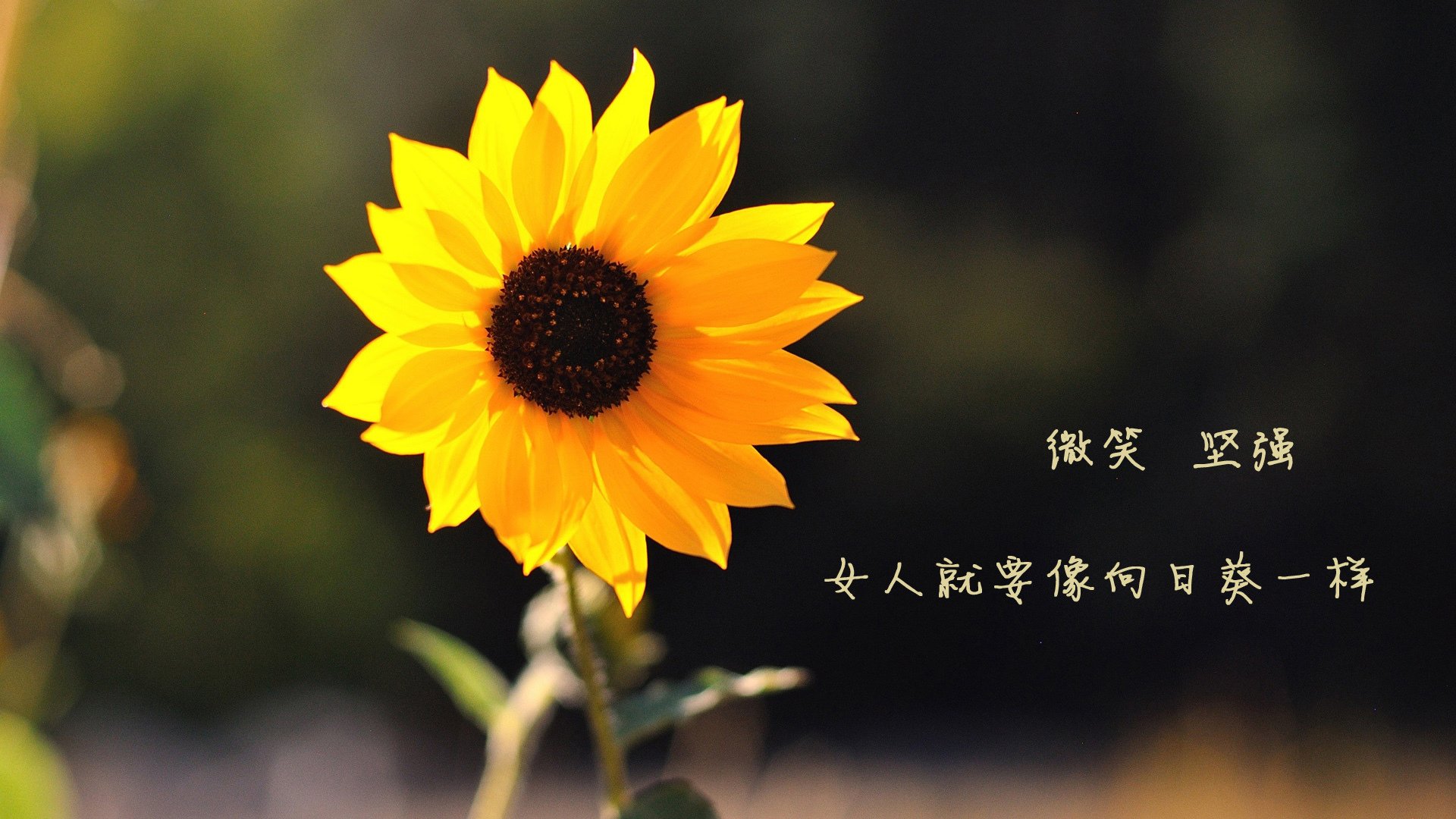 极速对决，当太阳祭出终极大招，白色魅影已在巴林赛道接管比赛