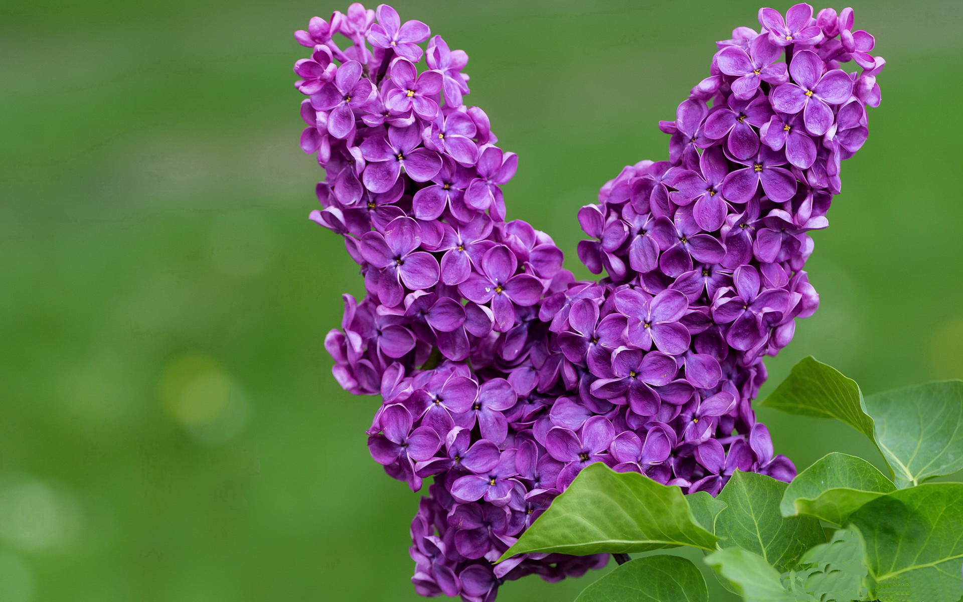 跨洋连线！哈登单节22分引爆主场，魔术读秒绝杀吉林队