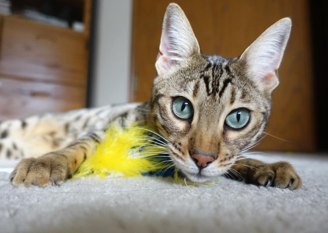 当欧冠遇见篮球，公牛主场绞杀76人的战术迷局