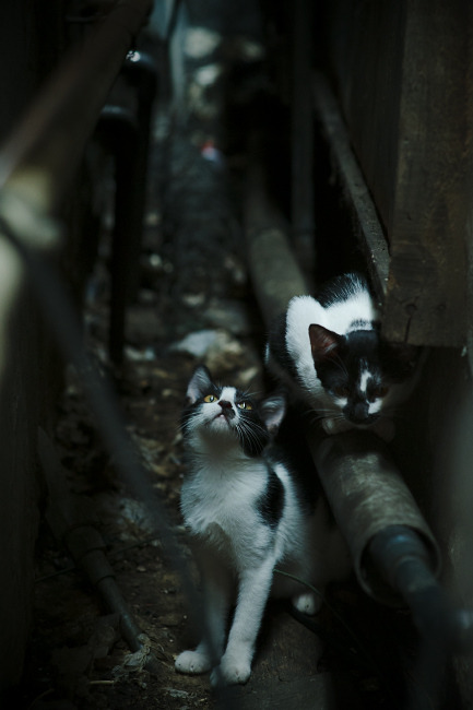 跨越球场的共鸣,日本血拼厄瓜多尔之夜,C罗德甲争冠战的天启