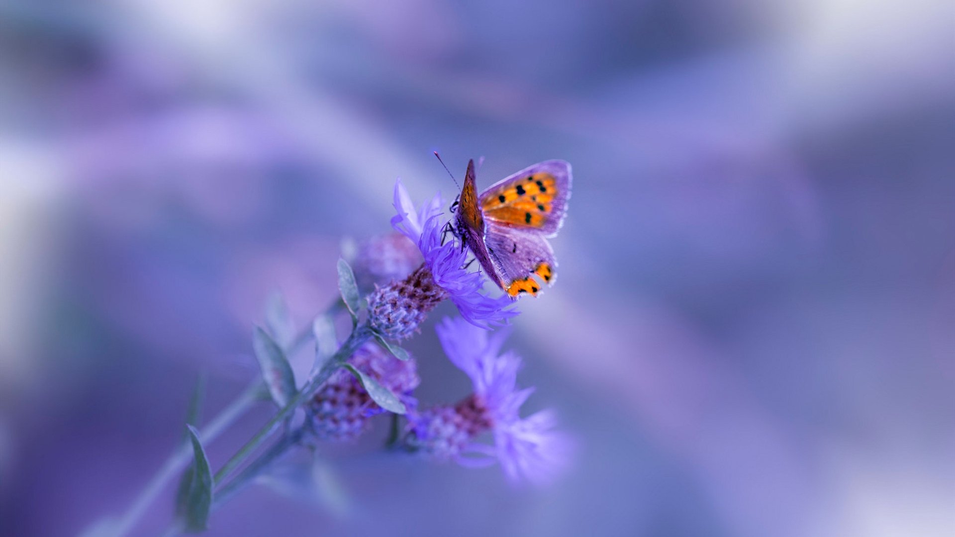 一射斩星河,2026世界杯之夜,弗拉霍维奇的无人之境