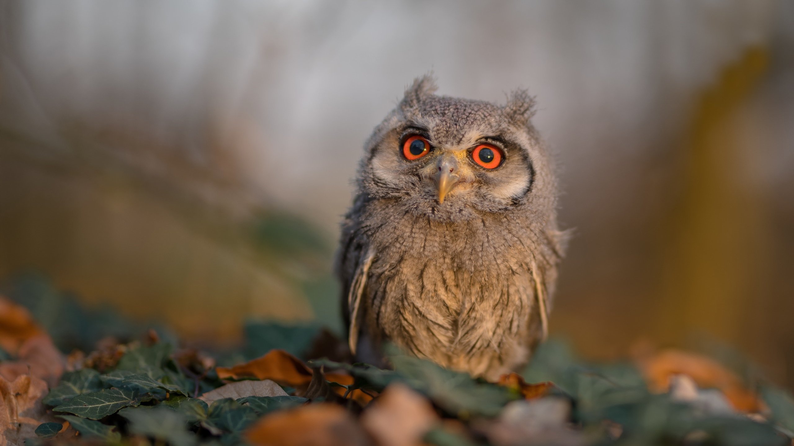跨界巅峰战,广东队史诗级逆转淘汰马刺,杰伦格林末节狂飙定乾坤