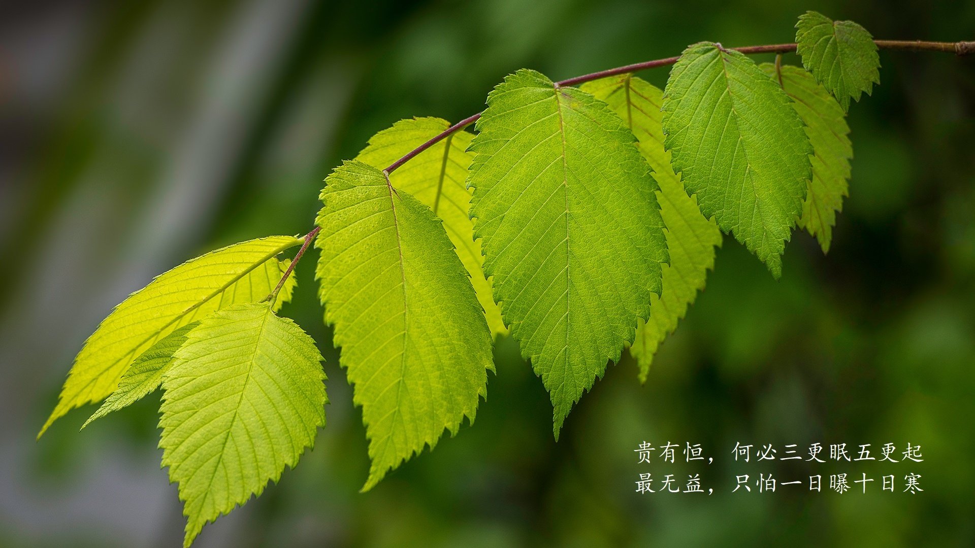暹罗风暴席卷沙漠，2026世界杯E组焦点战，泰国完胜加纳，C罗以上帝模式撰写不老传奇